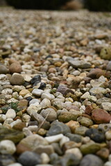 Small Colorful Pebbles Texture Background natural gravel surface with small multicolored pebbles of different shapes and sizes The stones create an organic texture ideal for backgrounds design element