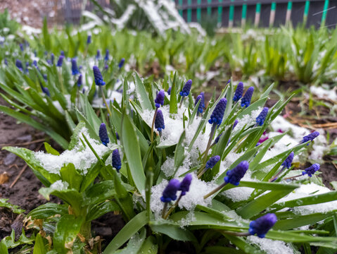 A bunch of purple flowers that are covered in snow