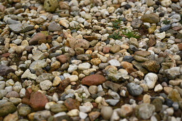 Pebble stone texture background with small colorful rocks and gravel