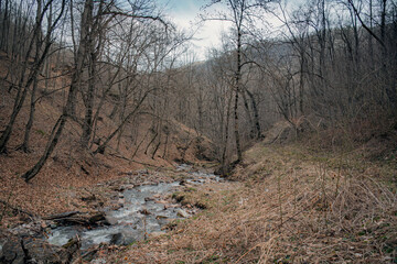 forest in the mountains
