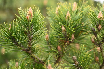 Young pine branches with buds. Fresh green needles of conifer tree in springtime. Natural forest texture, ideal for botanical design, eco projects, and seasonal backgrounds
