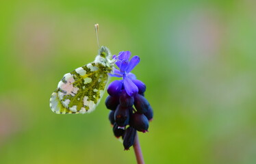 Anthocharis gruneri  1356