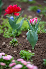 The red tulip (Tulip) grows in the city garden and beautifies the surroundings. You can see the brown soil and the blurred background where you can see the other plants.
