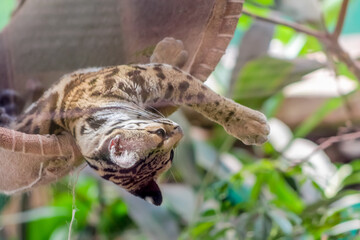 Ocelot wild cat perched on a tree branch in natural habitat, surrounded by foliage. Daylight shot capturing the animal in a resting position with clear fur and texture details. Wild cat in the nature