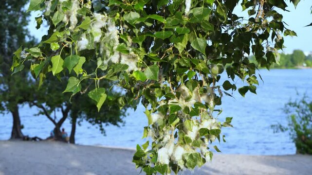 Poplar fluff on a poplar branch among green leaves on the river bank. 4K video