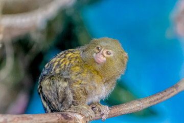 Pygmy marmoset Cebuella niveiventris, a marmoset species, a very small New World monkey, found in the southwestern Amazon Rainforest in Bolivia, Brazil, Ecuador, and Peru. Marmoset monkey on tree