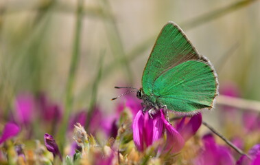 Callophrys paulae 1362