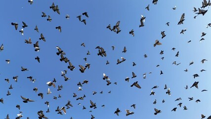Flock of pigeons flying across bright blue sky, captured in full motion, symbolizing freedom, unity in nature, and peaceful coexistence in a natural environment