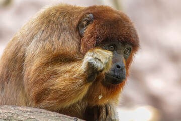 Golden-brown primate sitting on a branch while holding and inspecting green leaves, with a stone wall in the background and natural light illuminating the scene.