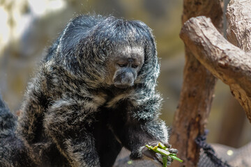Saki monkey with thick fur holding and examining green leaves while sitting on a tree branch, with a blurred natural background in daylight