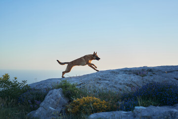 A Malinois leaps gracefully across rocks under the soft glow of the sunrise. The image highlights the dog's agility against the stunning natural backdrop.