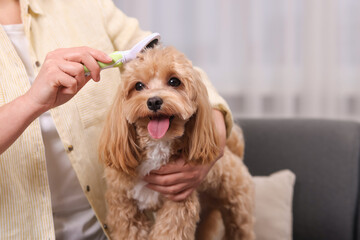 Woman brushing cute Maltipoo dog at home, closeup