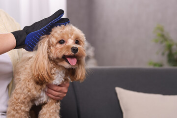 Woman brushing cute Maltipoo dog with grooming glove at home, closeup. Space for text
