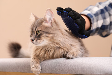 Woman brushing her cat with grooming glove on bench against beige background, closeup