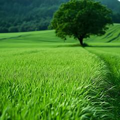 Obraz premium Vibrant Green Field with a Solitary Tree and a Path Leading to Forest under a Clear Sky