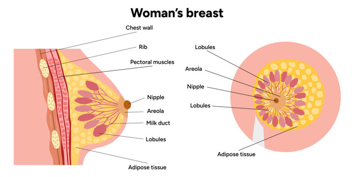 Women&rsquo;s breast anatomy. Medical female diagram. Chest wall, rib, nipple areola and milk dust