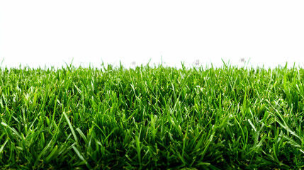 Fototapeta premium Vibrant Green Grass Blades in Bright Sunlight Against Clean White Background