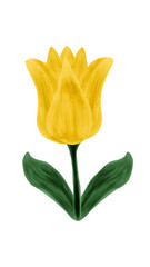 Yellow Tulip Flower painted in Water Color Style