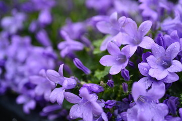lilac bellflower petals Raindrops on purple campanula Summer garden flowers macro Violet bell-shaped petals Fresh blooming plant macro