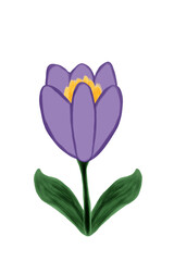 Watercolor Vector Drawing of a Purple Spring Crocus Flower