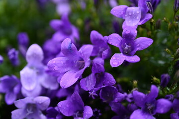 lilac bellflower petals Raindrops on purple campanula Summer garden flowers macro Violet bell-shaped petals Fresh blooming plant macro