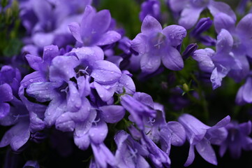 Naklejka premium lilac bellflower petals Raindrops on purple campanula Summer garden flowers macro Violet bell-shaped petals Fresh blooming plant macro