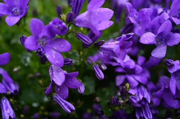  vibrant purple flowers with delicate petals covered in tiny water droplets. The image highlights rich violet tones, fresh natural texture, and a soft green background that enhances the floral details