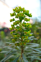Close up of a green Euphorbia characias wulfenii or mediterranean spurge flower