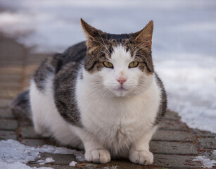 Mongrel cat named Bublik on his first spring walk.