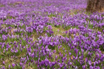 Naklejka premium Many beautiful flowers and grass growing outdoors