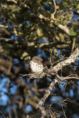 Photo of African barred owlet