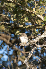 Photo of African barred owlet