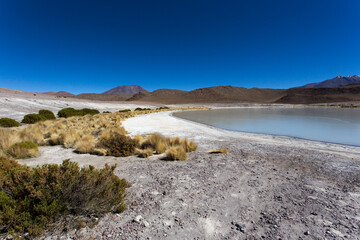 View of flamingos that gather in Uyuni lagoons