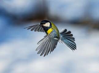 Fototapeta premium tit bird flying in sunny winter garden spreading wings and feathers against sky