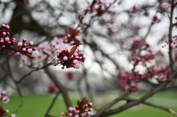 Delicate pink spring blossoms on tree branches with soft bokeh background. Early buds and flowers create a gentle, natural scene full of freshness and seasonal beauty.