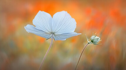 White flower bloom, field, sunset, bud, nature photography, greeting card