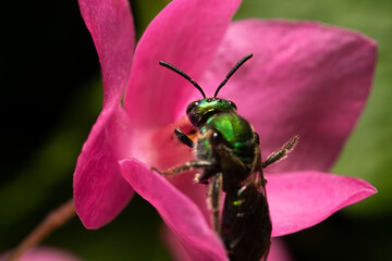 metalic green bee on a pink flower, Eglossa