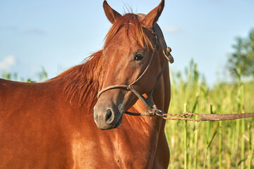 Purebred Horse Portraits