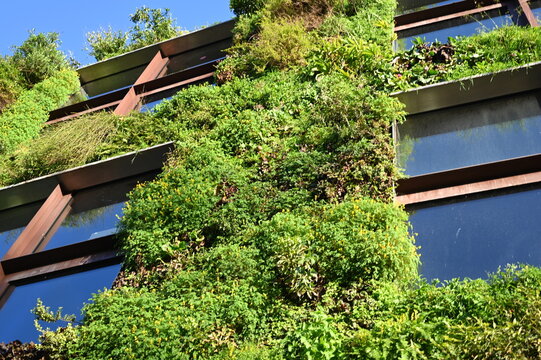 green facade with vertical garden on building modern eco-friendly building with vertical greenery and plants growing on the facade. green architecture concept promoting sustainability, biodiversity