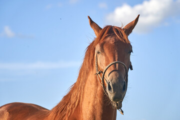 The Essence of Equine Beauty: Purebred Portraits