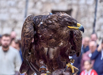 Golden eagle perched on a leather glove during a falconry show