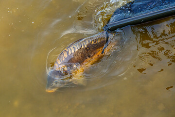 Carpfishing session at the Lake.Large carp fish being released back into the lake water after being...