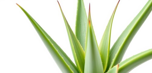Obraz premium A vibrant aloe vera plant, isolated against a pure white backdrop, white background, succulent, botanical