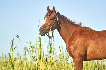 Intimate Portraits of Horses