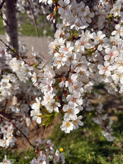 Close-up of white cherry blossoms with visible petals, pollen, and leaves, shot in daylight. Applicable in design, tourism, education, and botanical materials.