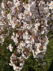 Close view of white cherry blossoms on thin branches over green grass. Good for design, seasonal ads, botanical content, and nature-focused materials.
