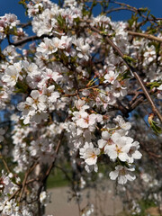 White cherry blossoms in full bloom under a blue sky. Suitable for use in eco design, seasonal content, tourism brochures, and educational materials.