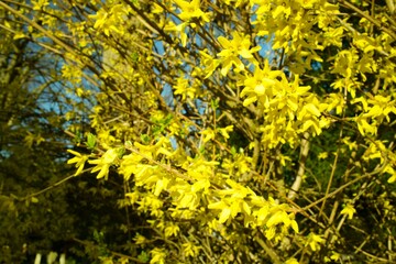 Yellow blossom on the tree in spring
