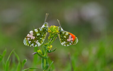 Anthocharis gruneri 1383
