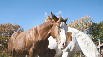 Obraz premium Paint horse mare with colt closeup during fall season on Texas farm.